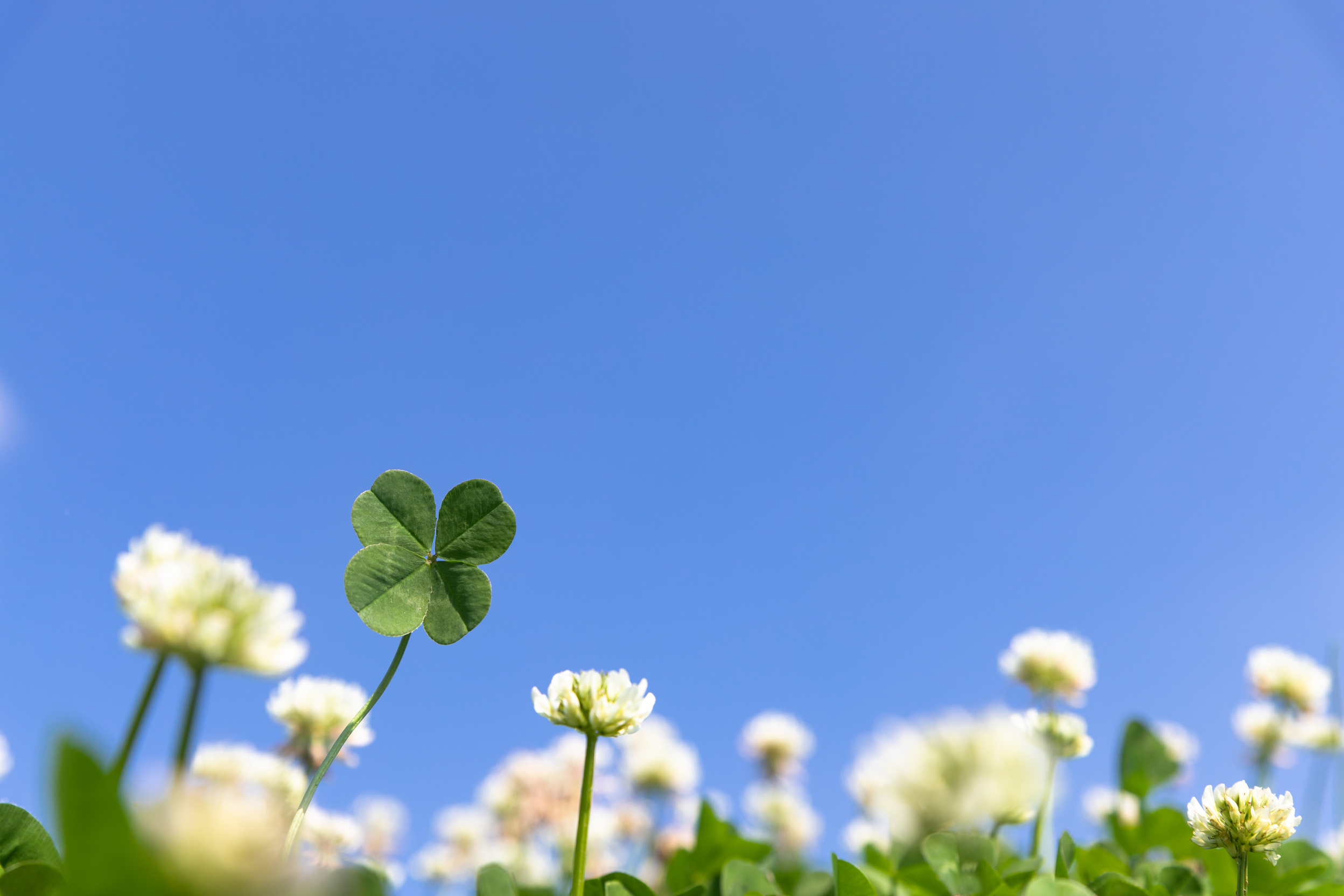 Four leaf clover and blue sky